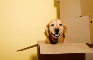 tips for moving with pets, pet moving, san diego moving company